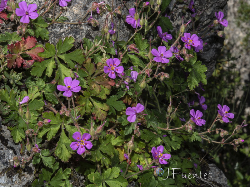 Geranium cataractarum.19
