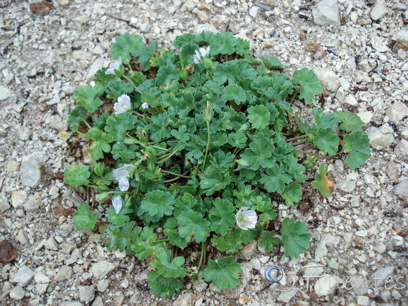 Geranium cazorlense.01