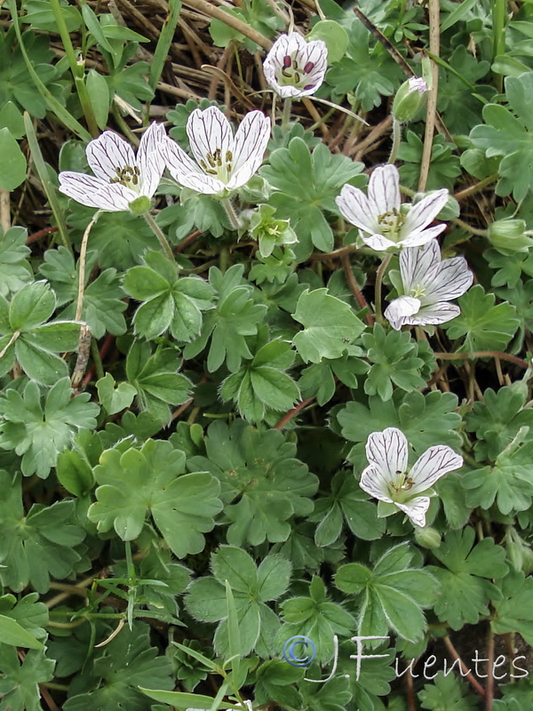 Geranium cazorlense.03