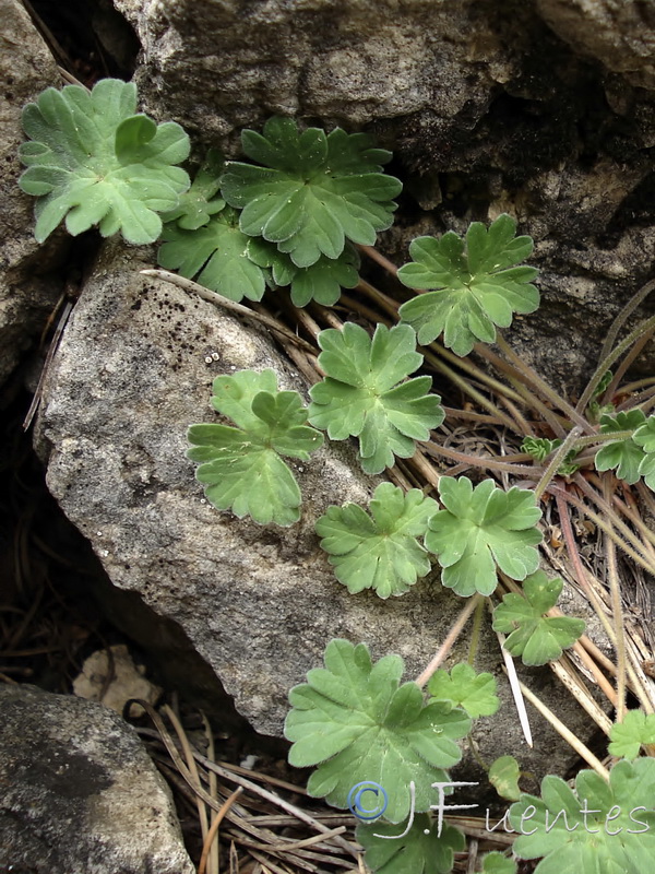 Geranium cazorlense.05