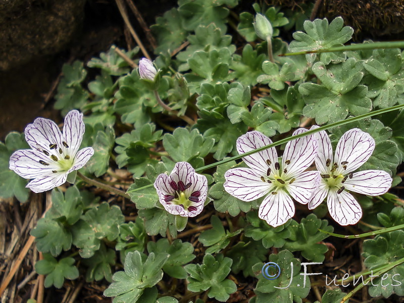 Geranium cazorlense.07