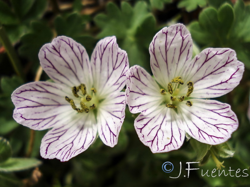 Geranium cazorlense.09