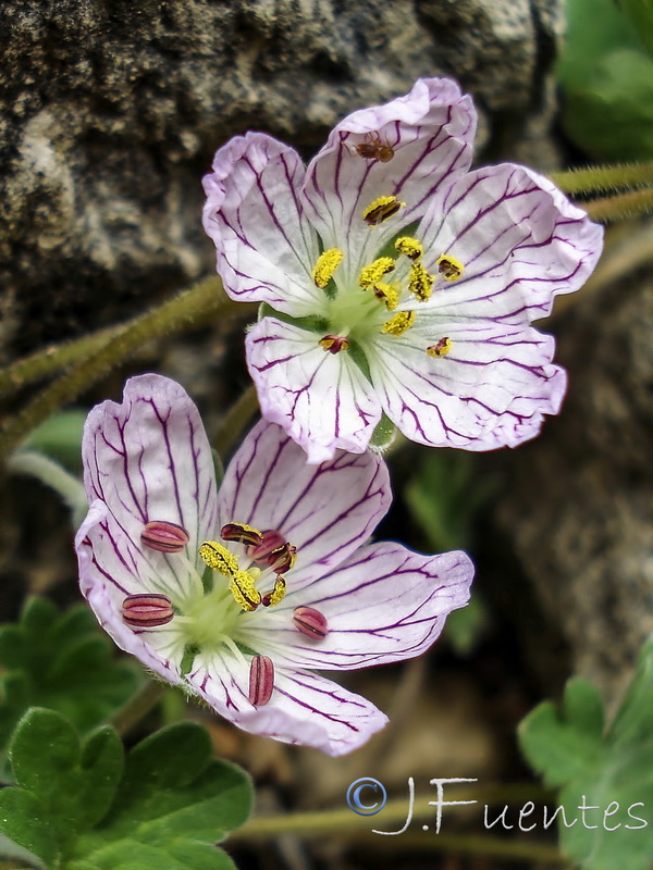 Geranium cazorlense.10
