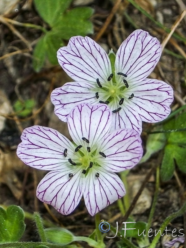 Geranium cazorlense.11