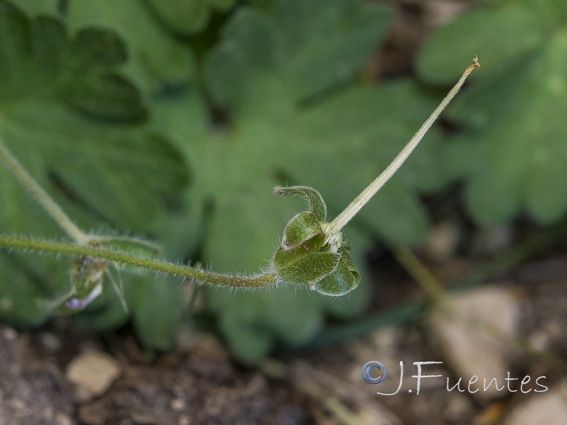 Geranium cazorlense.13