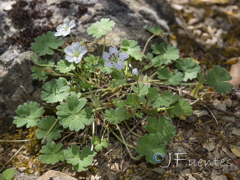 Geranium cazorlense.14