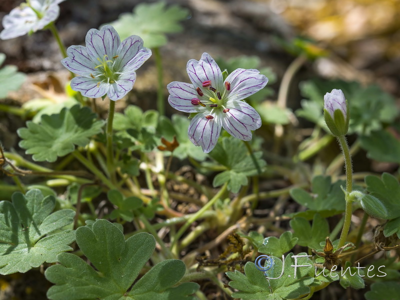 Geranium cazorlense.15