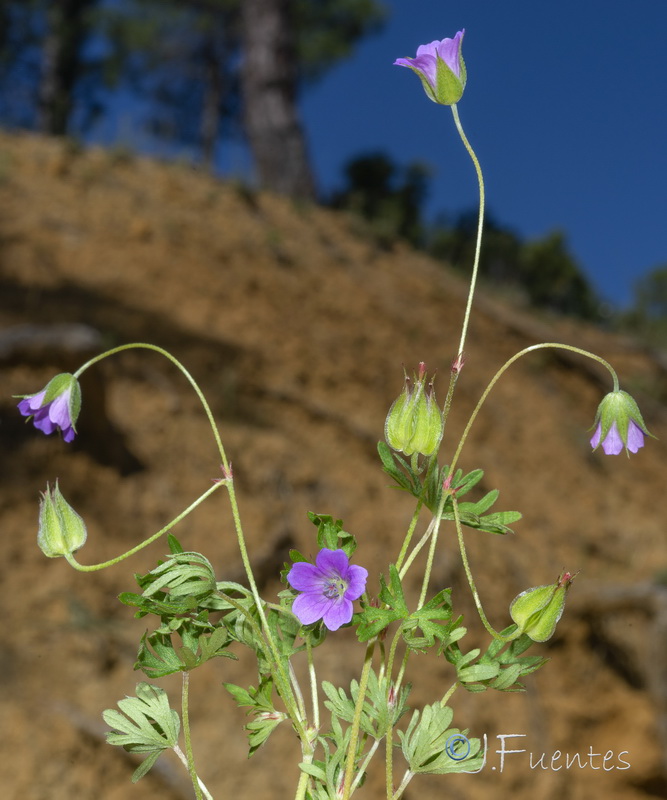 Geranium columbinum.01