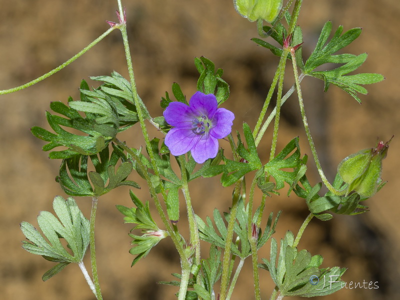 Geranium columbinum.02