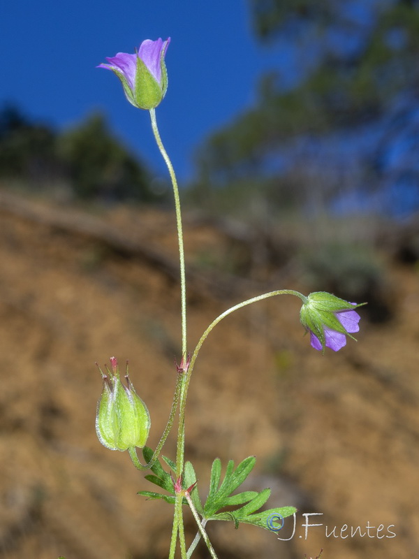 Geranium columbinum.03