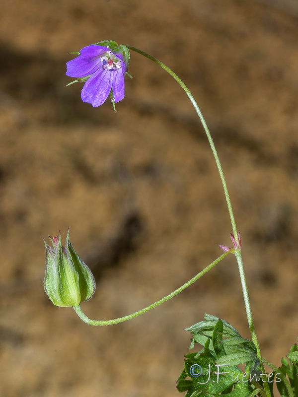 Geranium columbinum.04