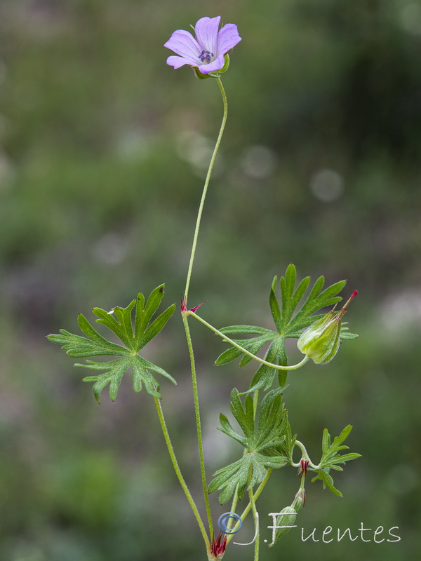 Geranium columbinum.05