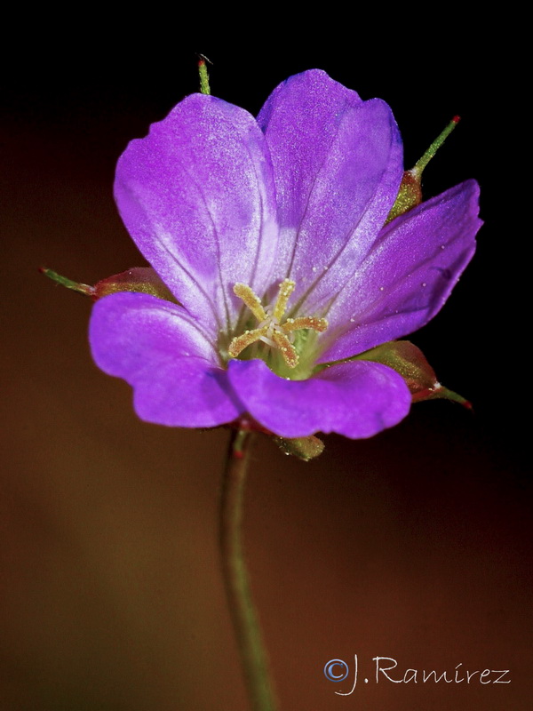 Geranium columbinum.06