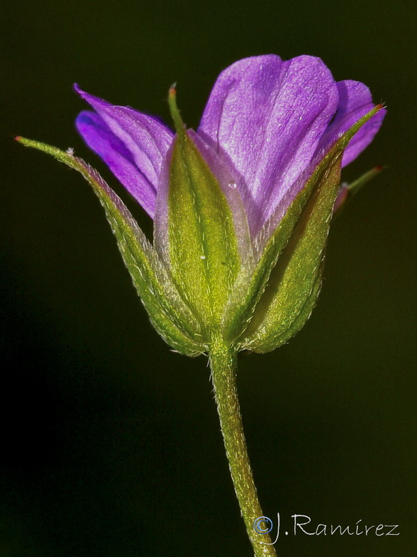 Geranium columbinum.07