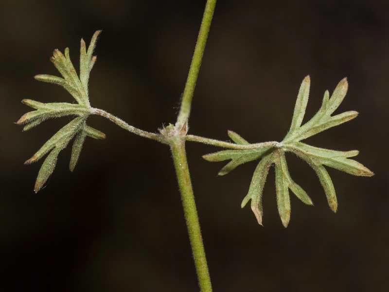 Geranium dissectum.03