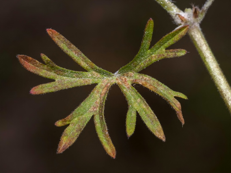 Geranium dissectum.04