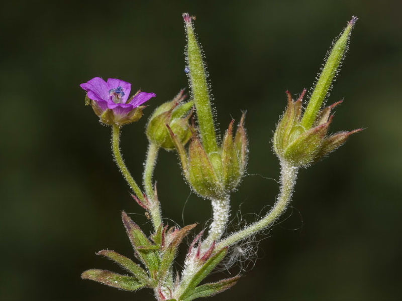 Geranium dissectum.05