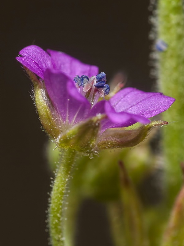Geranium dissectum.10