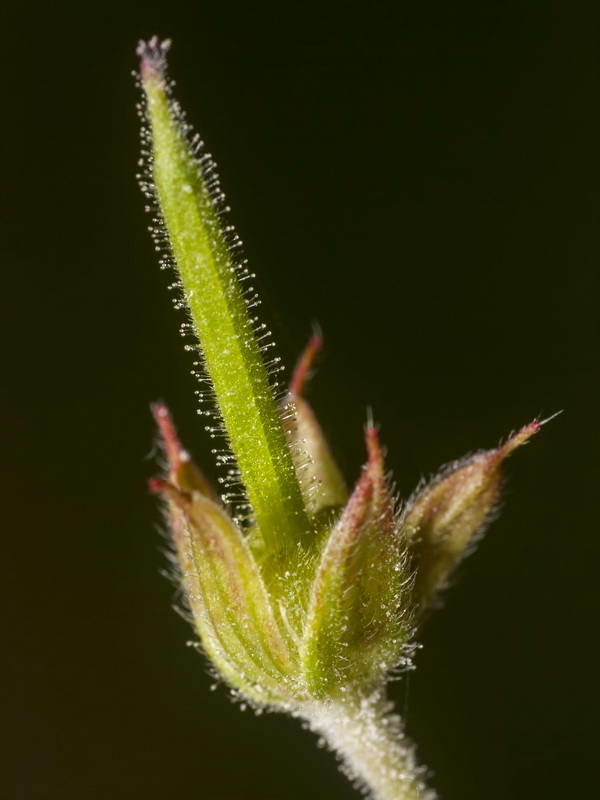 Geranium dissectum.11