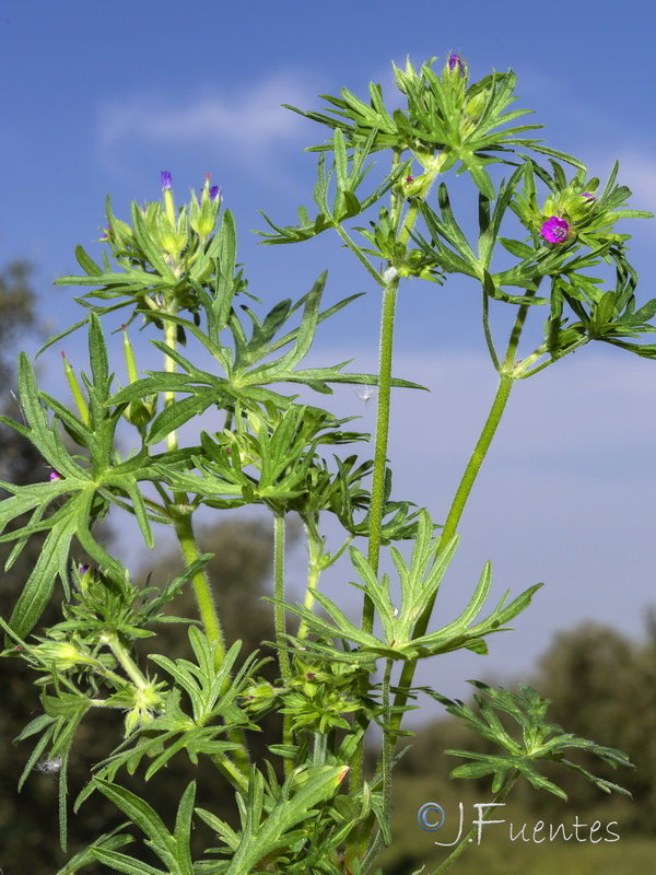 Geranium dissectum.14