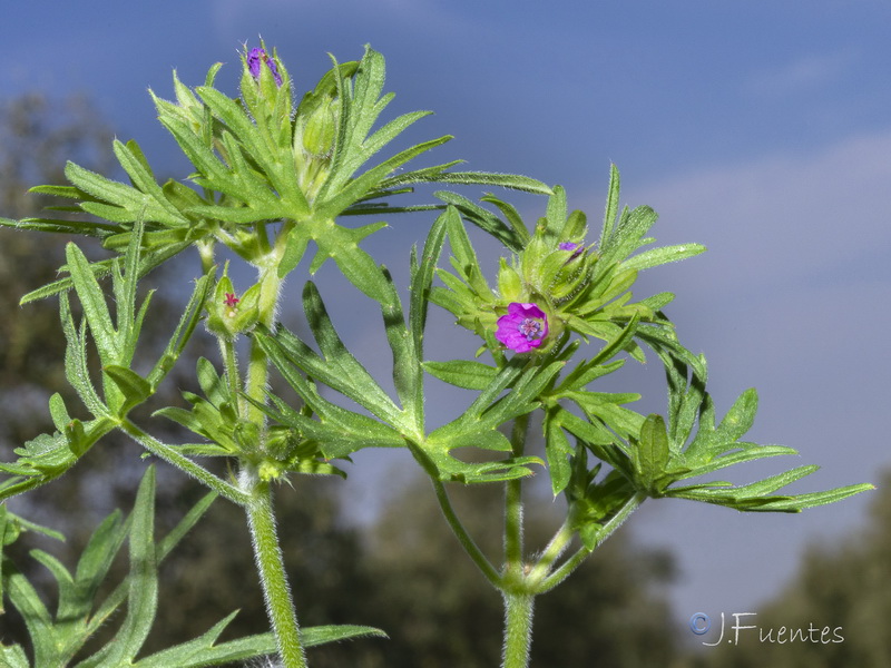 Geranium dissectum.15