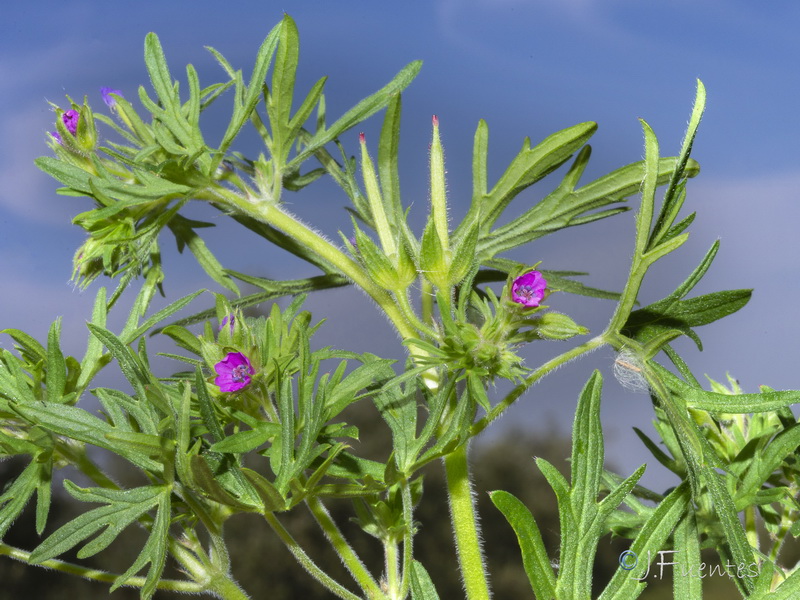 Geranium dissectum.16