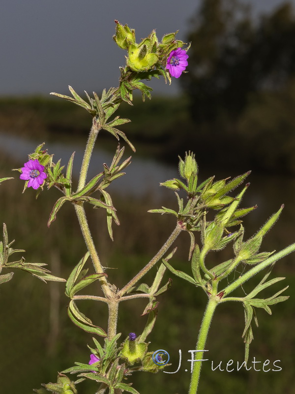 Geranium dissectum.17
