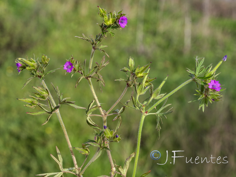 Geranium dissectum.18