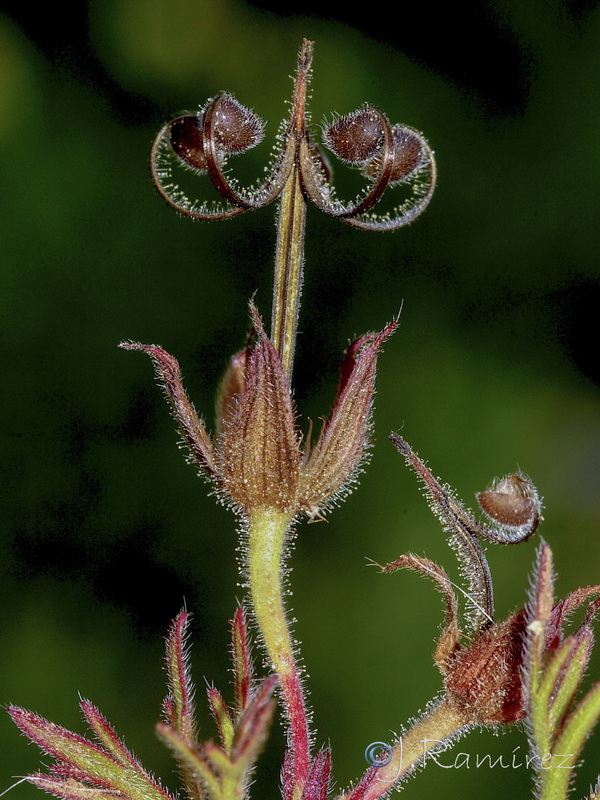 Geranium dissectum.19