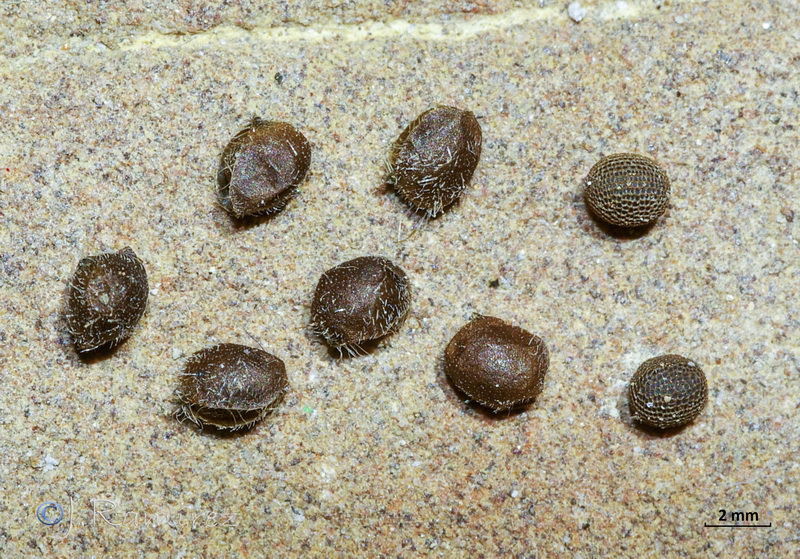 Geranium dissectum.20