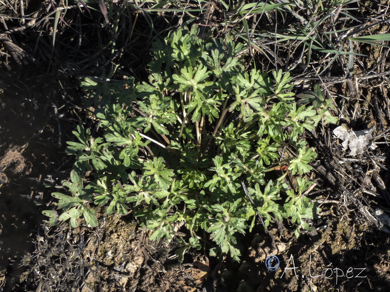 Geranium dissectum.21