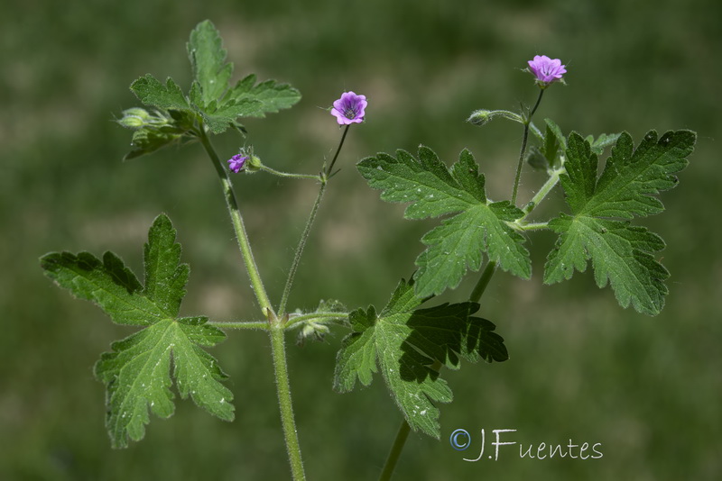 Geranium divaricatum.01