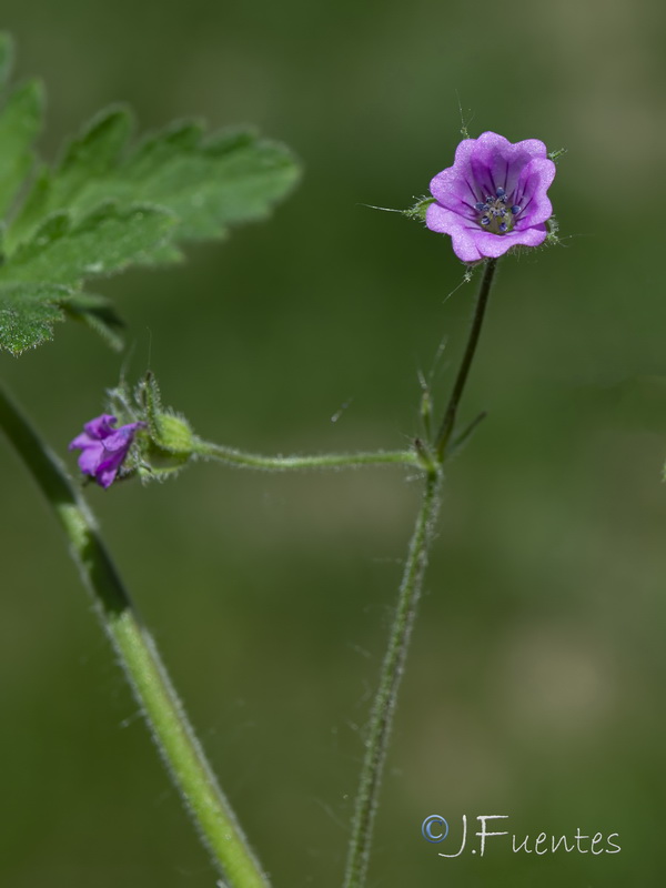 Geranium divaricatum.02