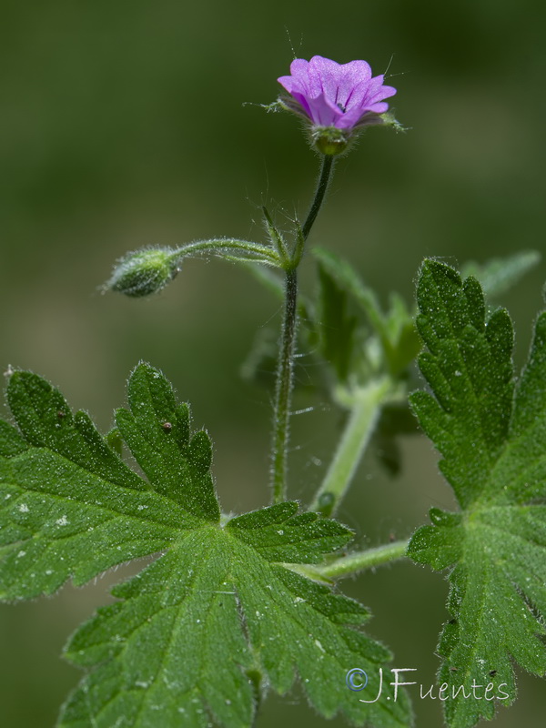Geranium divaricatum.03