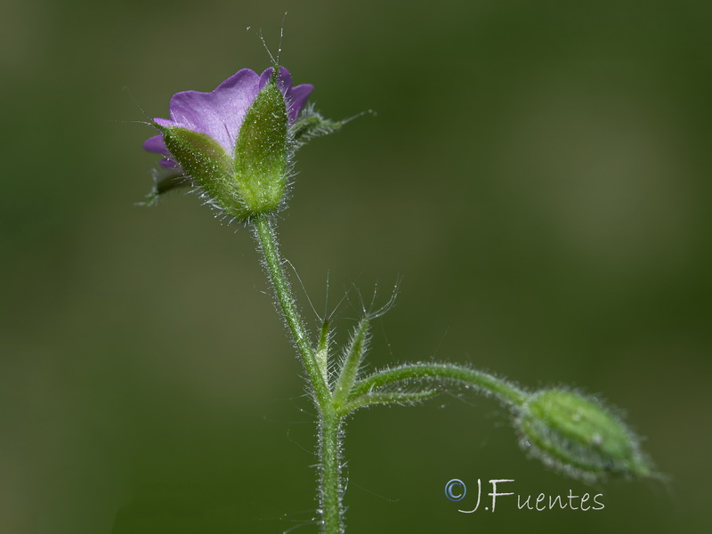 Geranium divaricatum.04