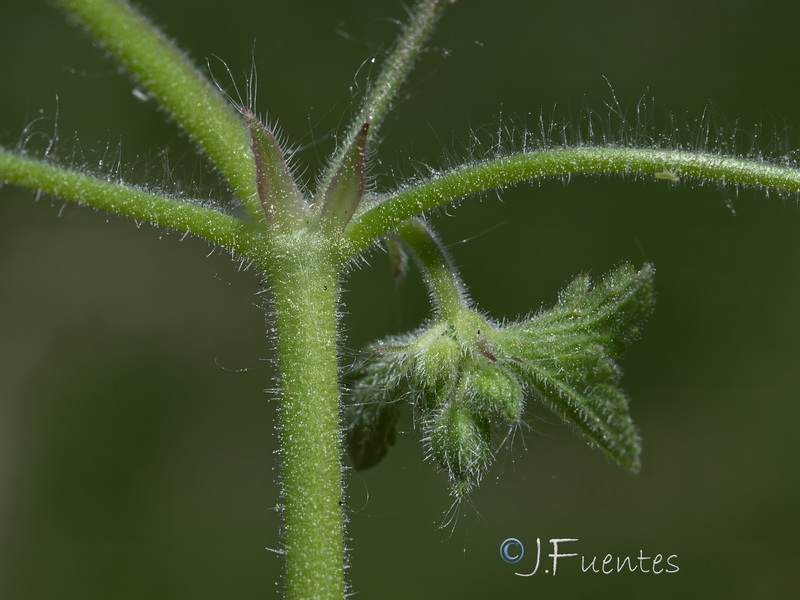 Geranium divaricatum.05