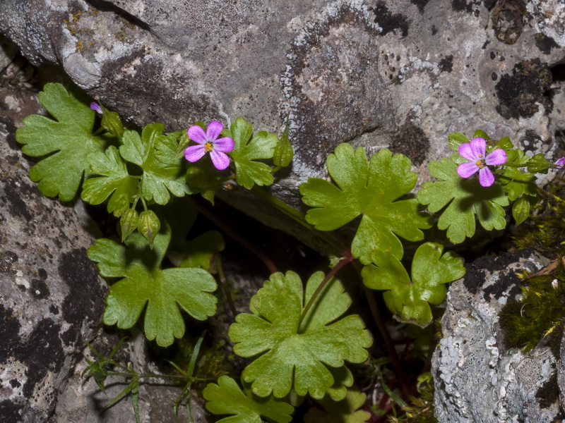 Geranium lucidum.01