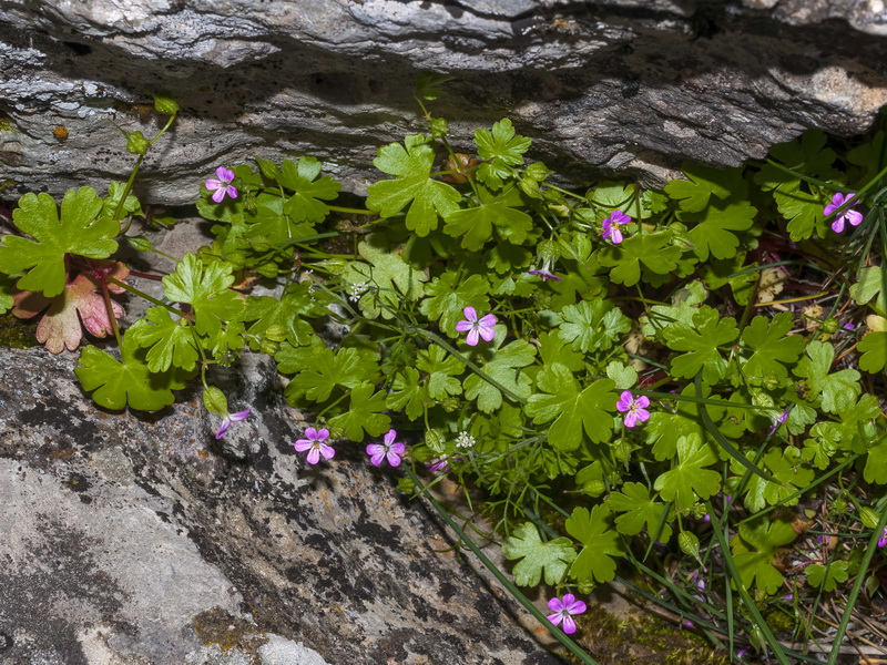 Geranium lucidum.02