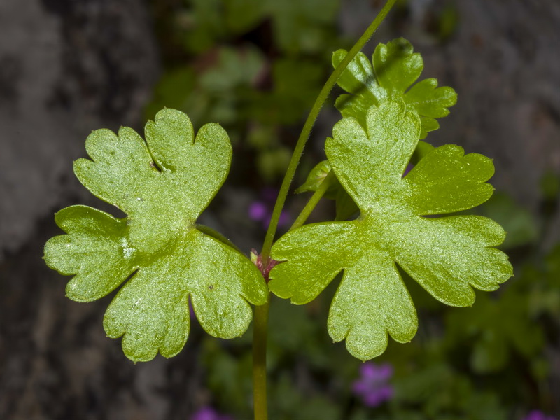 Geranium lucidum.06