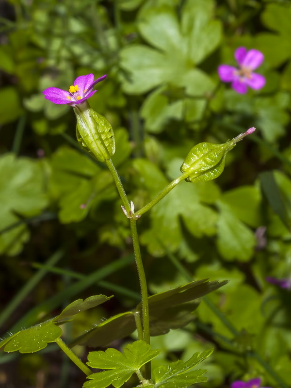 Geranium lucidum.09