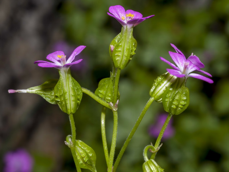 Geranium lucidum.11