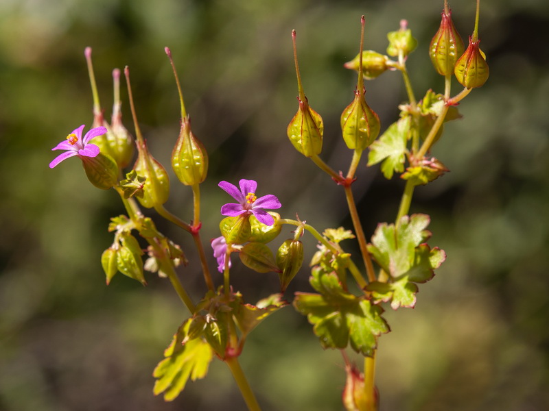 Geranium lucidum.15