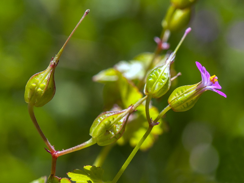 Geranium lucidum.16