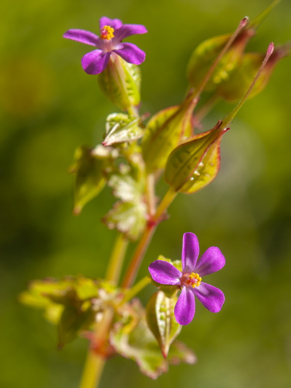 Geranium lucidum.17