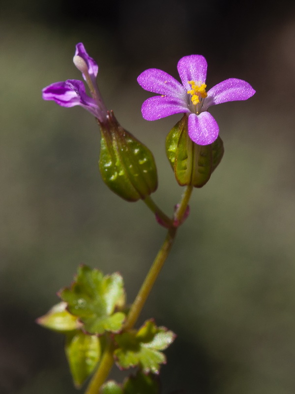 Geranium lucidum.20