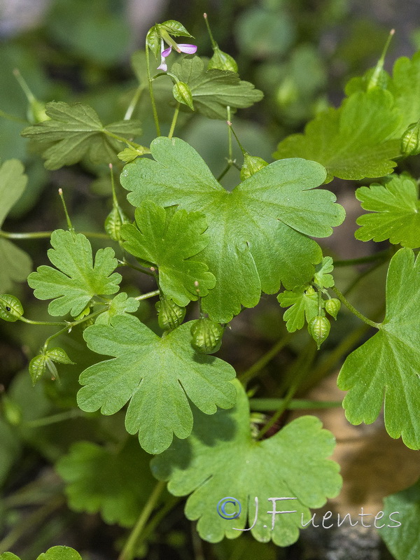 Geranium lucidum.22