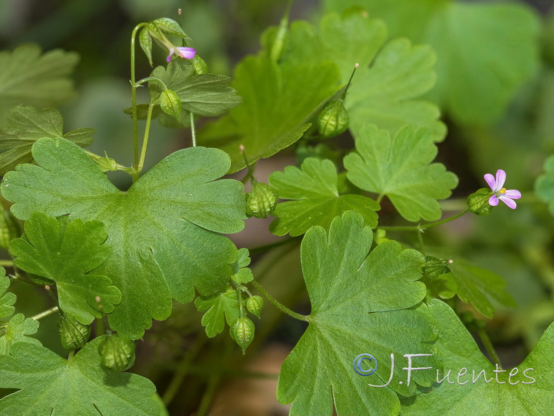 Geranium lucidum.23