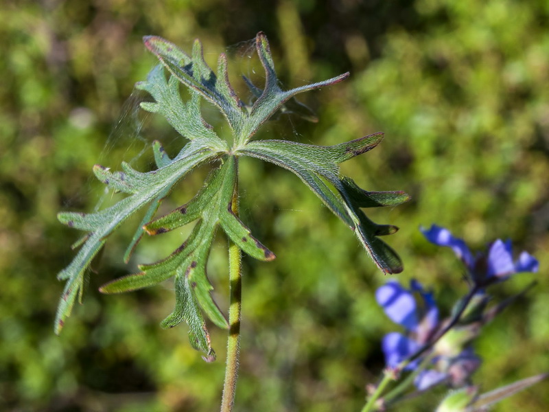 Geranium malviflorum.01