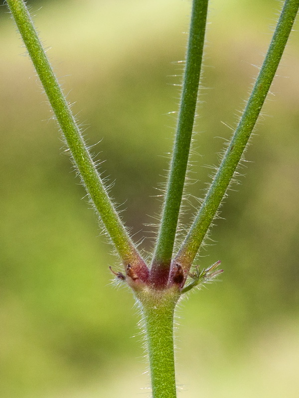 Geranium malviflorum.02