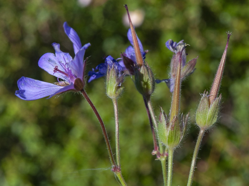 Geranium malviflorum.03